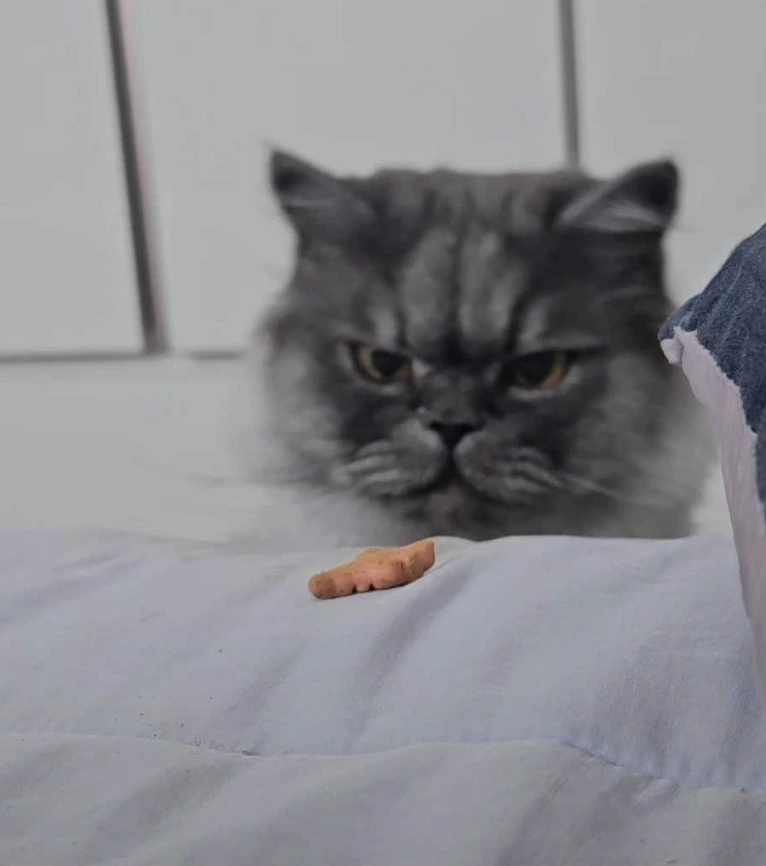 AD_4nXdLXsJlE8VgV5C-C1laI8AVqG2w2wiY1mNBxr3VGY2s2JW4hZttIfffjAHQ-FCT76kC1xVuYpBR0v6JLPzJQCg9wY6-5uKbaR9b4IxI_lcuJVbWEVQtUL-Us5MWcOFo8TP0N_wq?key=9M9JHe5LHBLCnFvgUEGRTg