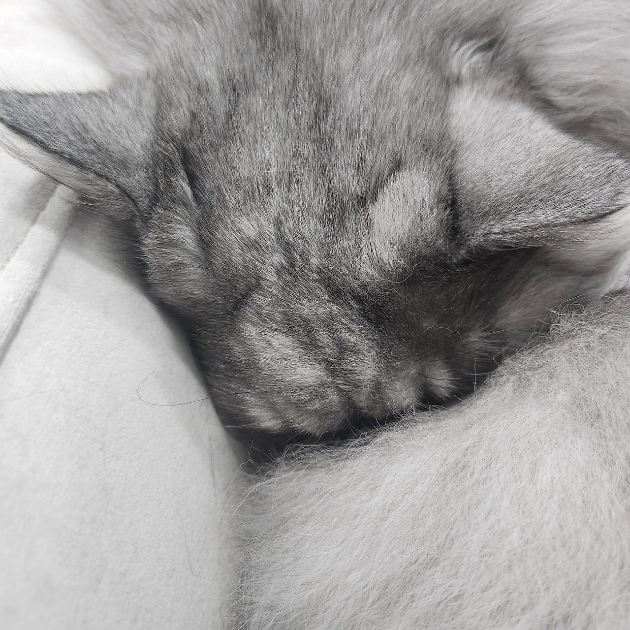 AD_4nXdXWOwCzI5PWt9SfqEzc-prTTyEszwf6MO3VWI9ZgNQNOUhp3Jetd5u-V9nLFuxJuAarc0Y_0VUbH1b4O3_LBFPYk8d0FHg-qWMmrp4W08xjYiO46r0jBMBrG4z0GVlq3DR_7Swzw?key=mjIHOJCCw019kHVA-OmvlCan