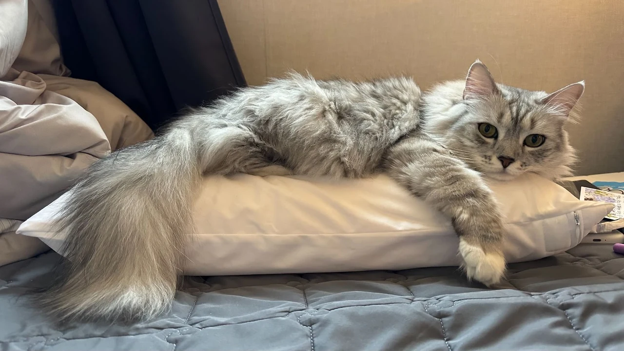 AD_4nXeglZWEpt4HUC5MluOaJBgZfW0JDryjVHQcL2XeZa2BoqSWdLA758m4pXq09ZjV4G4hMVfmRlUr6rEg5SwYF7YC9xm8qPcH4FxzSJXBY4yo3Ty5N2fyrv-WiSVQ0XLHTM8Qj2NBH_7DXNBIoKRHHpmu7RQ?key=ah83zZIYA5aX6lnBAMLWYw