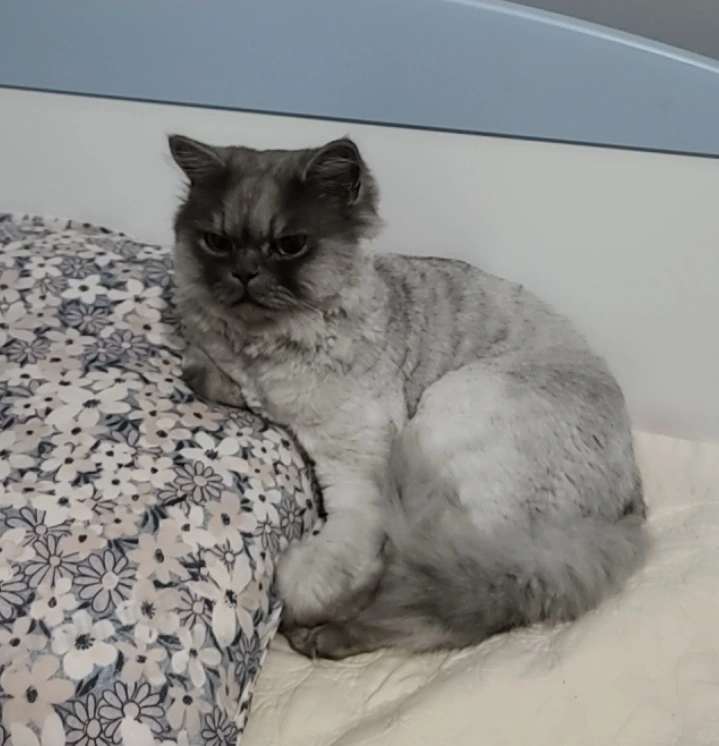 AD_4nXdACiAPi7mgO2qiLxRFaEj6NnW3td_BOmbI730ZwI2q9aE4zRbrWYrkrkAbJdgqbJrvtuGZG719y7LNoOD8Vn2DDO6iPYm30ktD7RBw6jX79TtT8UmE22-L9uEbBYvlfRiPSJqwdQ?key=HKo5hMzPOnnWCQFxd_BCwQ