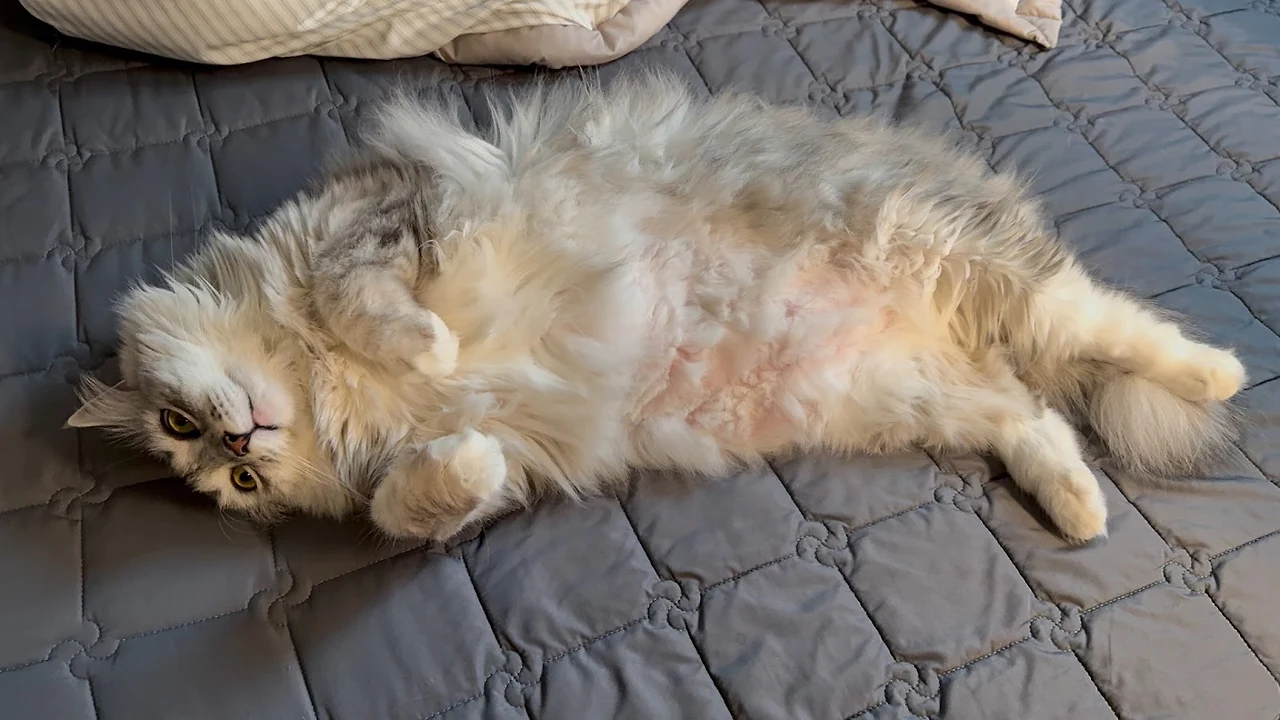 AD_4nXeQpYN-HigtphtgpM6GId1V_FhcDr-iRqQ-3uQ1wIJC2SOfmgu31niMJXFiP2DnSWykyOvnI3zED6QkMEgi_G0QHq9xmV64KY3Lu6s_UFfD8jnyFPNYXMLmLC3GbOUuZeA1663VIA?key=qh07ans2PJ2FShohy7qB23Q6