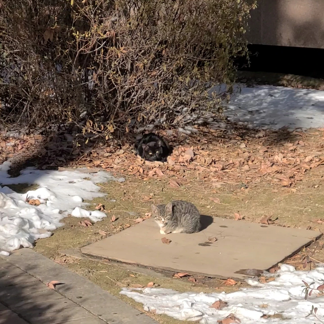 OpVUmYAUcbEWLL_GEf9ZcXYRZVFKgtwX5YlGyPnFEOtZr3pMvecnP9QJ9VYk10ucyWqyYrKRjuBdgDDV-JsaV8Ukk0PHEG5NA3-BiIw0t9FcMFdKWhShBfHIMUZX6Qjfp3xNMVz-ea4lVN89WxhJR6a6gORfgVh00o9Dr2TWiBVMS8TdUIFLG_Fqo5tHSw