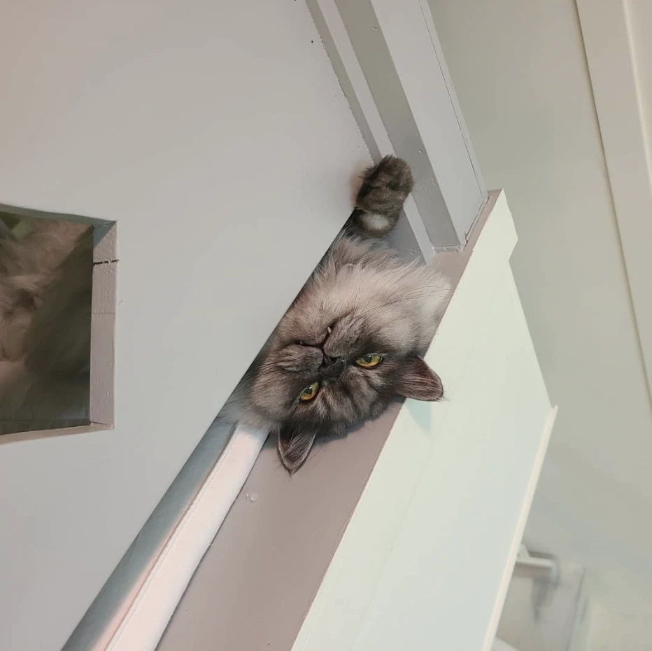 AD_4nXcpbdTmmvB4Cv7O7QV9FM7MRz42dArjLzNrw5mkJccB_pRdhtXmJxWrwjip-jND4BO2rClw11O4YYs7NNJFVc6m30ptFgm4OpdTdaXpjjg1F8ND8BfD972zmCIyyKgmI7r4s9t79Q?key=qh07ans2PJ2FShohy7qB23Q6