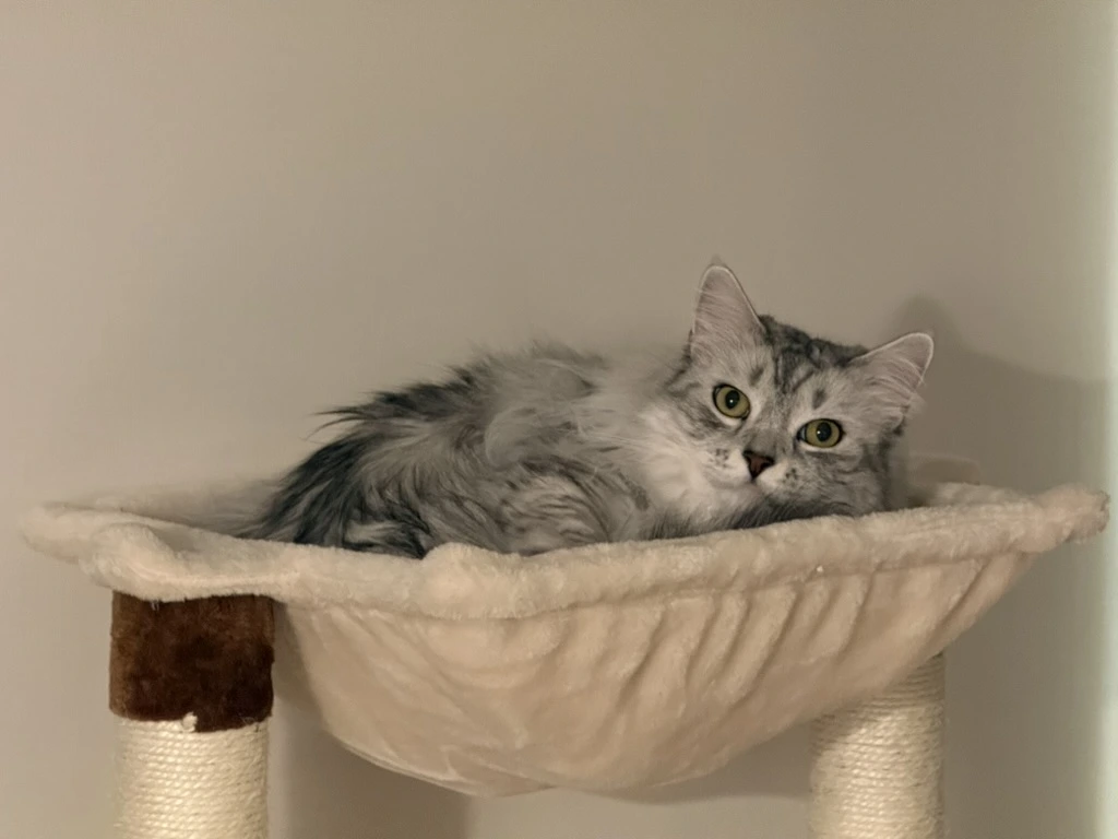 AD_4nXckX6tvRIm-cYePVRG4jYIjNwQGFGgpIVCzNyKBJdBxh3UCZkRUtBbc2VYKSDwmuhznQcbM7UeRX9lYixhtkhFOGbY105yaBe4oF8MHssizekyyucz4fD3TvHYkblQq7_-jfpaGpEfQtUHob9jVhYWaHhRu?key=BzcFb5r2wtTrLELX8uYfSQ