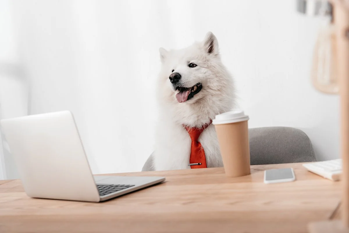 business-dog-in-red-necktie-working-with-laptop-in-VREJSGR.jpg?type=w1200