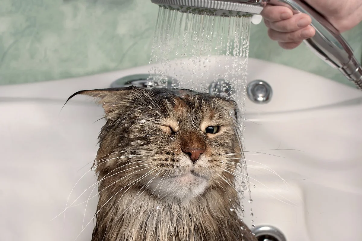 wet-cat-in-the-bath-funny-cat-UNL3KZ8.jpg?type=w1200