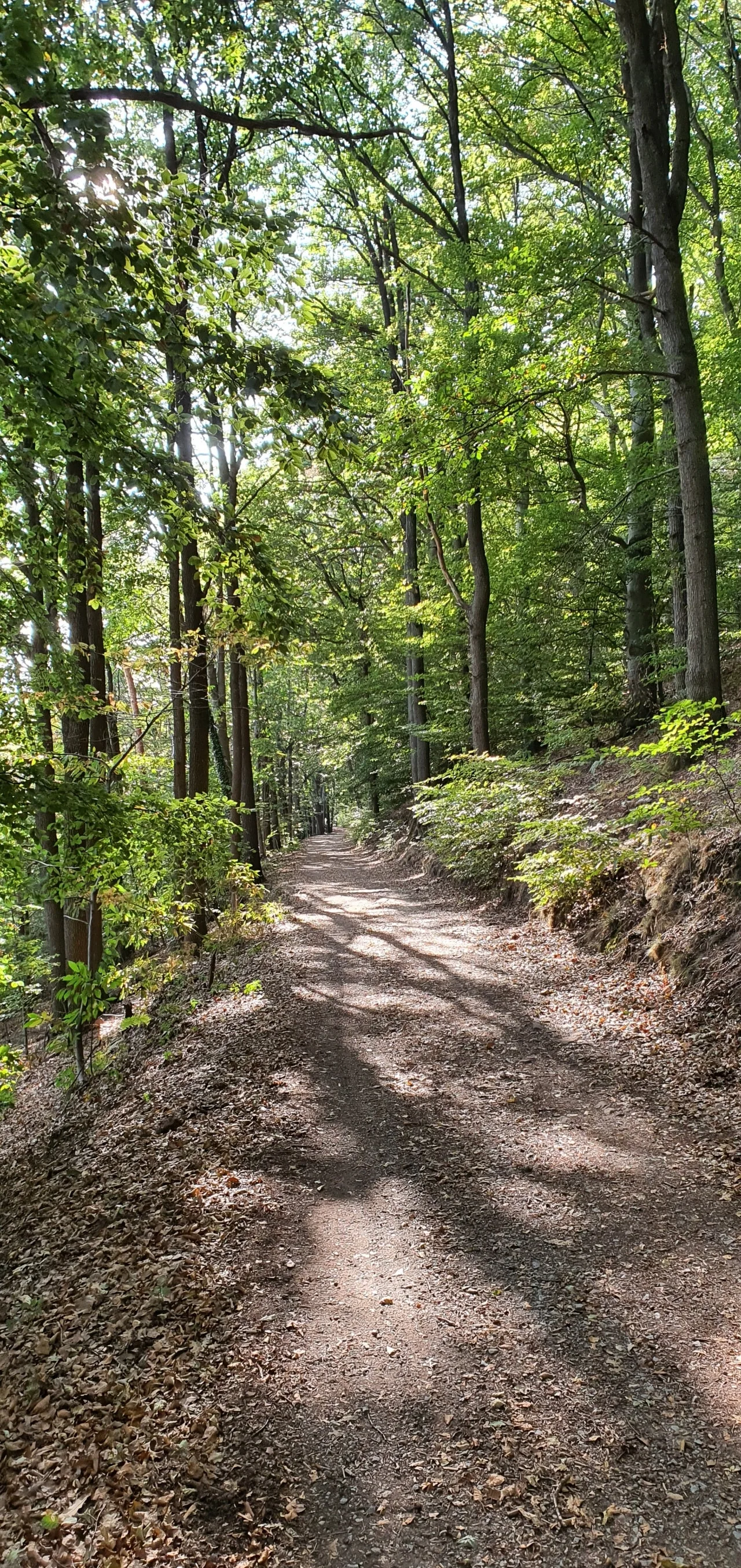 20200919%EF%BC%BF163031.jpg?type=w1600