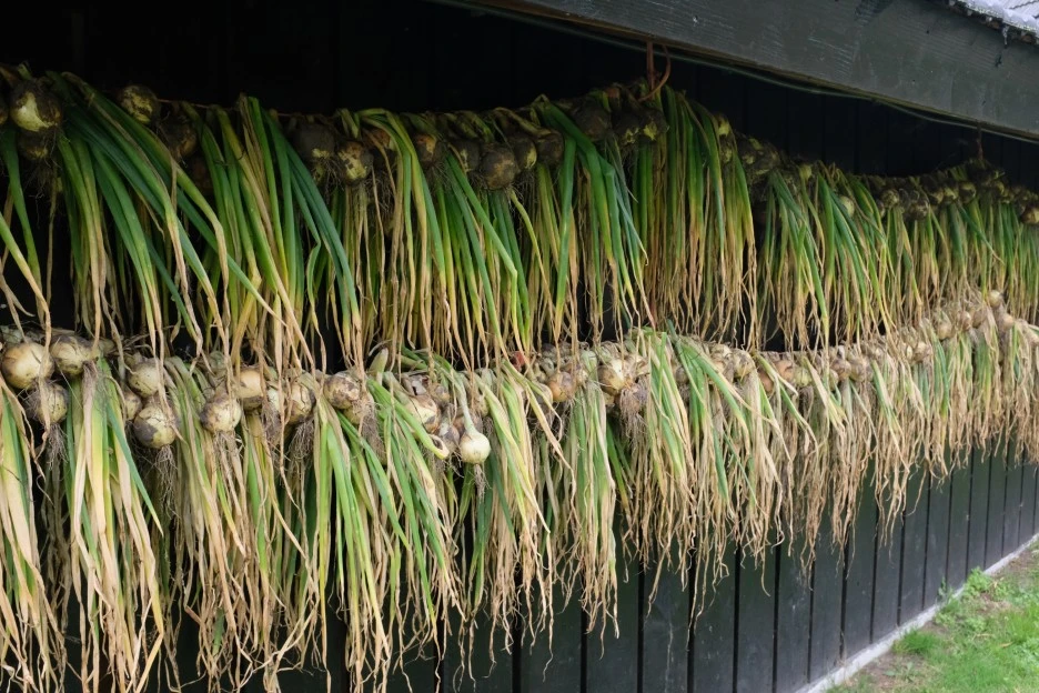 DSCF6685.JPG?type=w1