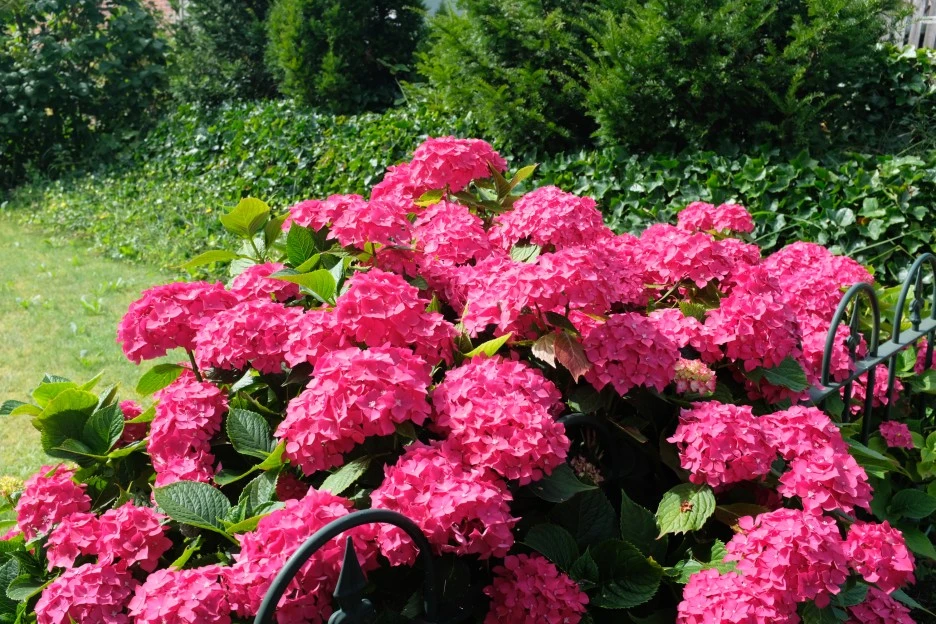 DSCF6594.JPG?type=w1