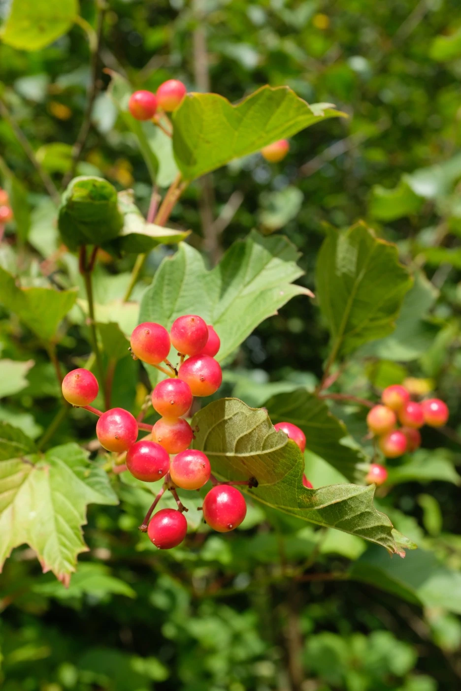 DSCF6585.JPG?type=w1