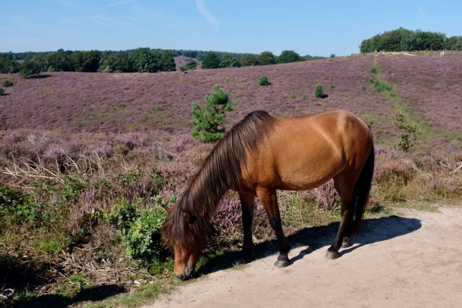 ADE0A1F5-42F8-45AA-8876-7A36E44AC96A-8356-000004040DFB7753.jpg?type=w1