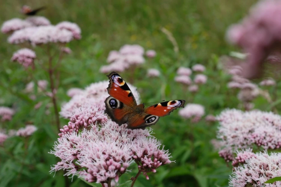 DSCF6656.JPG?type=w1