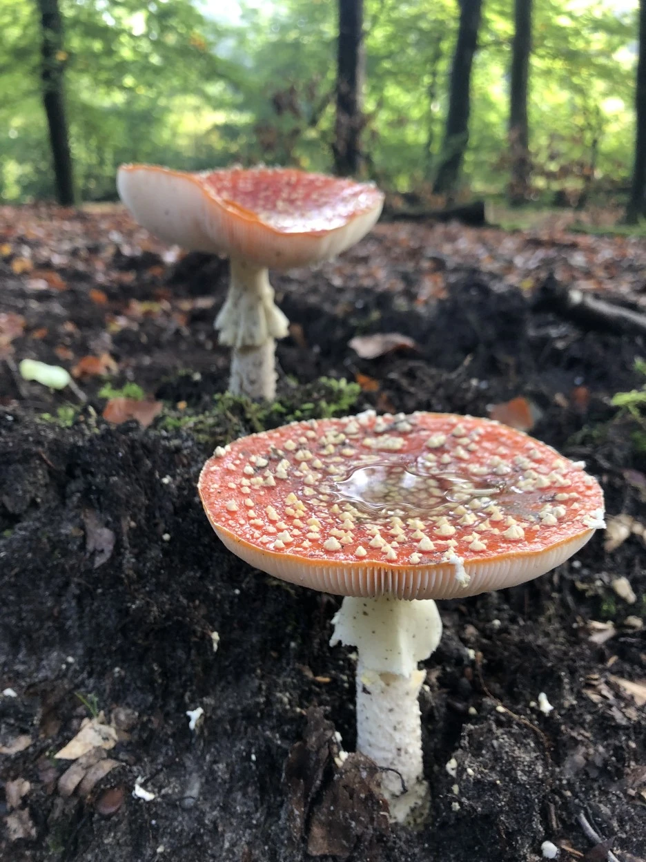 IMG_3296.JPG?type=w1