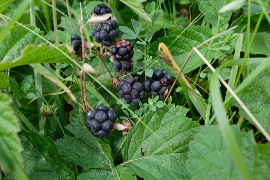 DSCF6582.JPG?type=w1