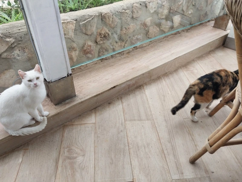 냥이 두 마리.PNG