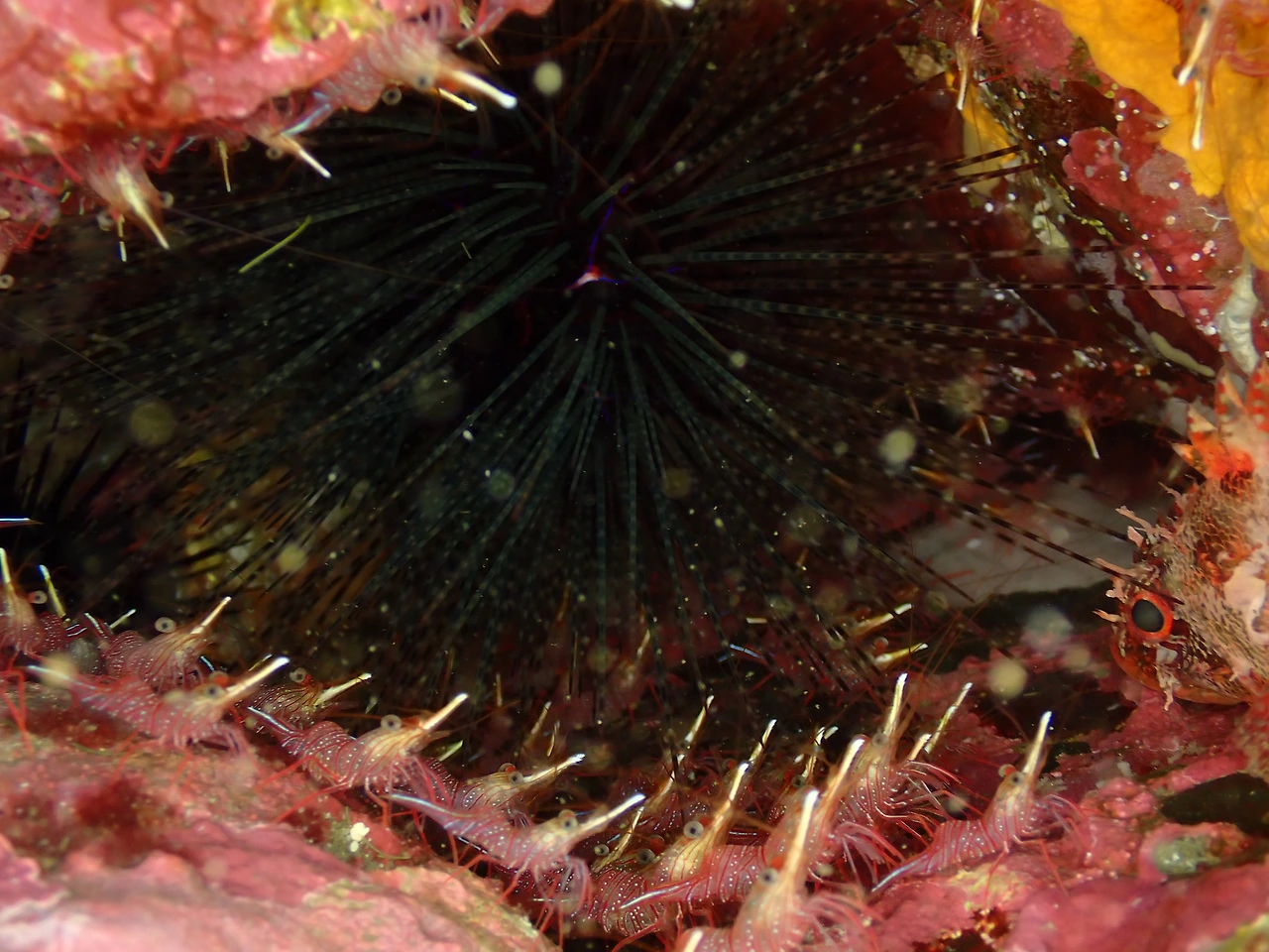 PA210128_긴침얼룩성게와 끄덕새우.JPG