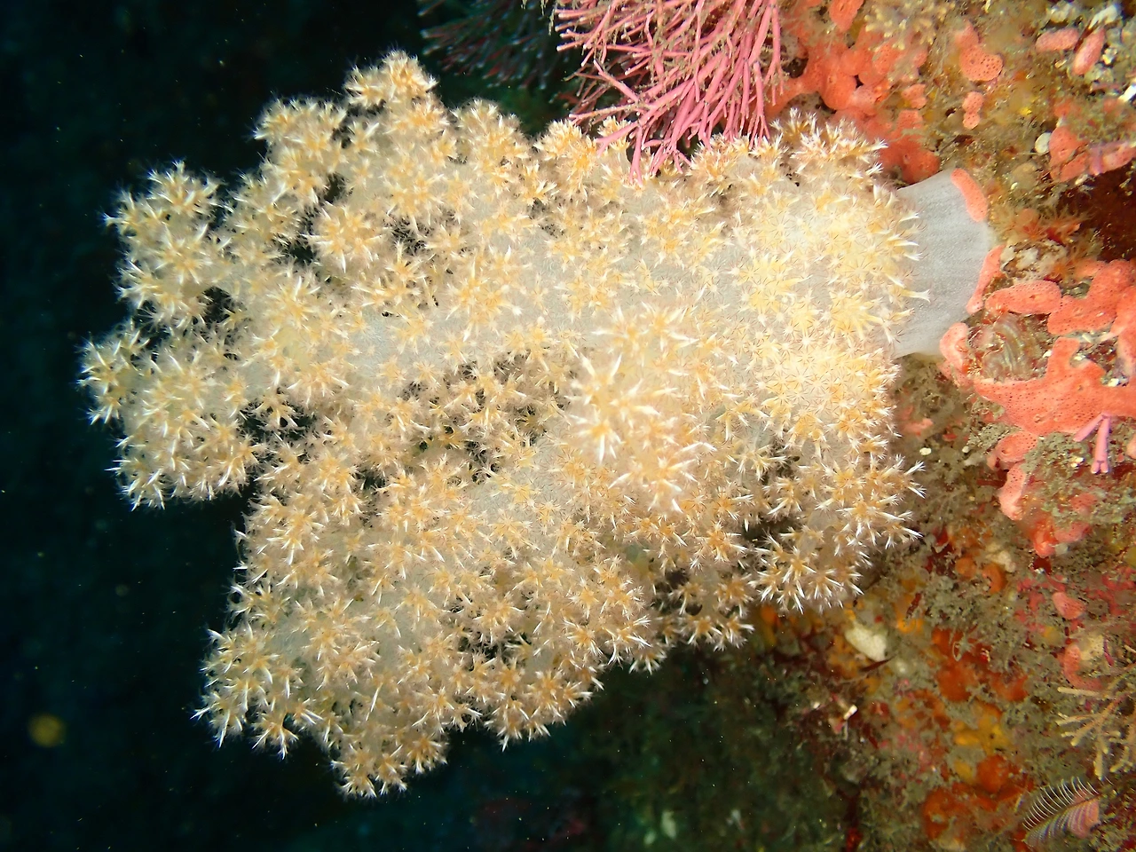 P5240005_미기록 연산호류.JPG