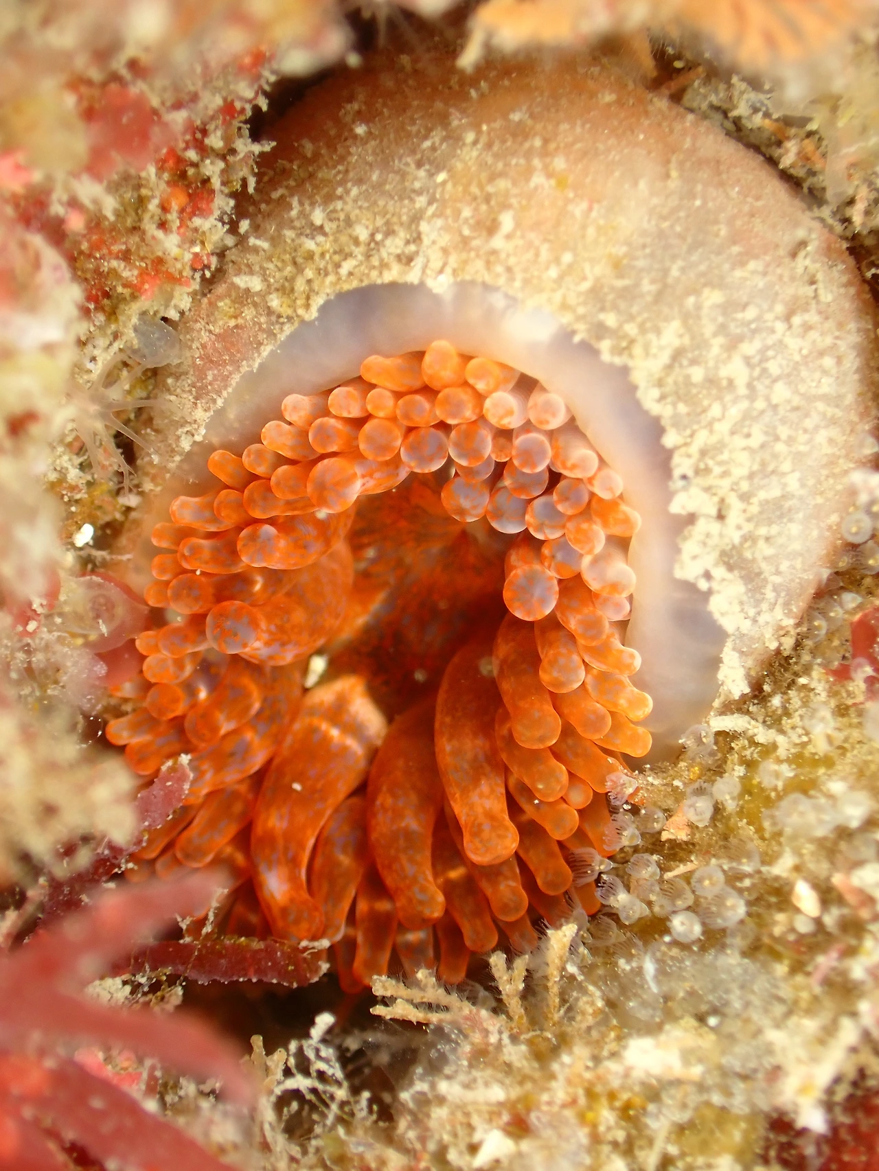 P4260131_말미잘류_문섬 남동쪽.JPG