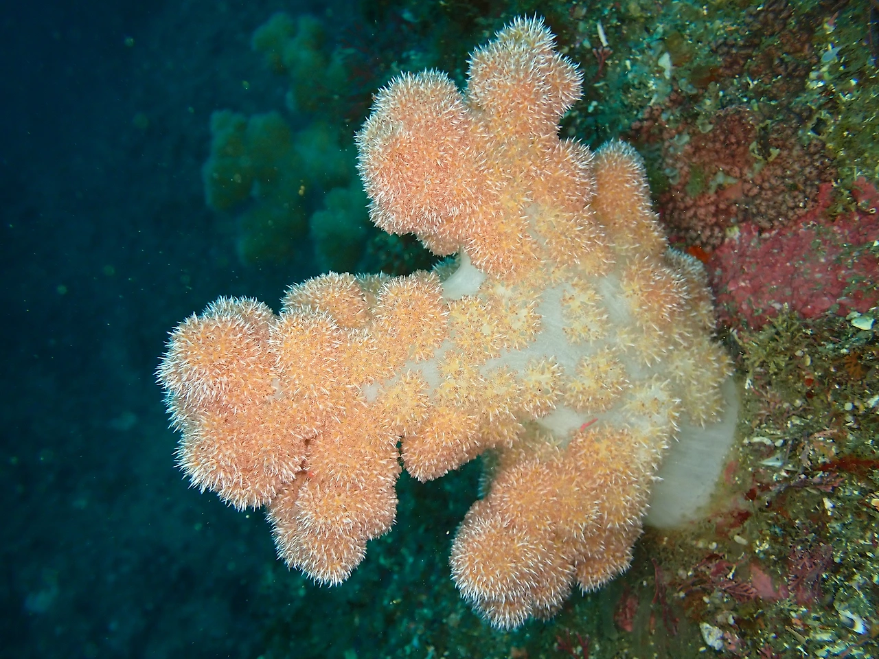 P5240033_미기록 연산호류.JPG