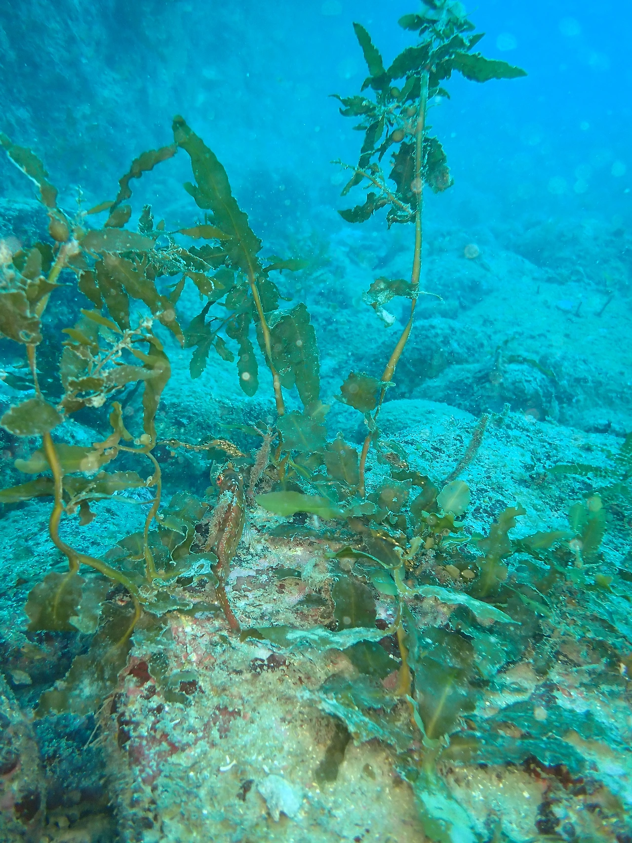 P3230072_모자반 유실.JPG