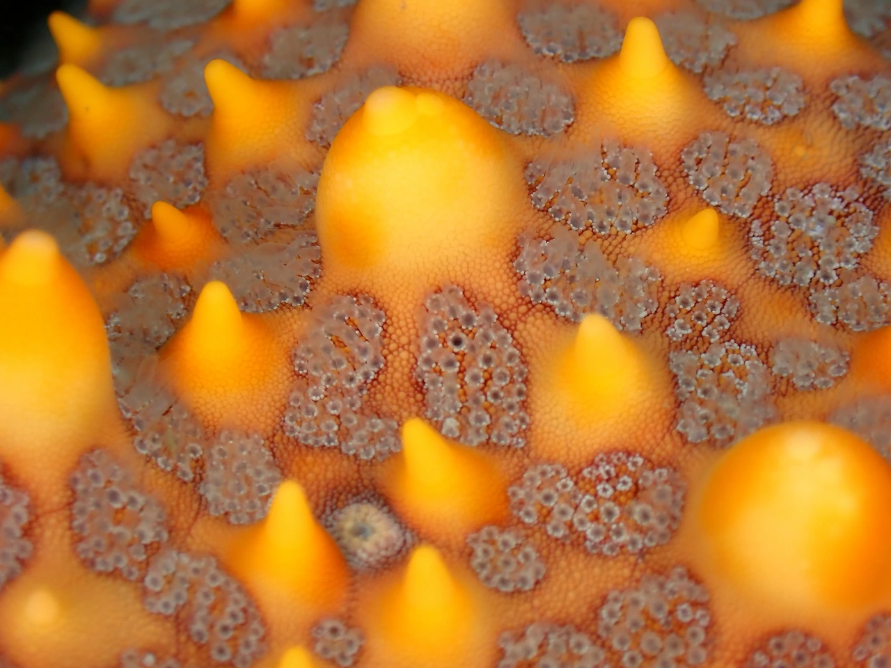 P3230079_불가사리류_넌 누구냐.JPG