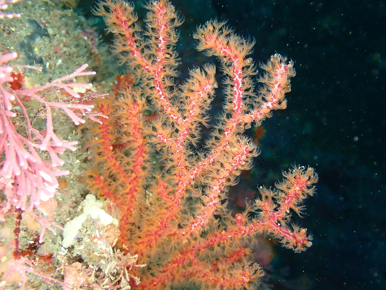 P5240002_꽃총산호 폴립후.JPG