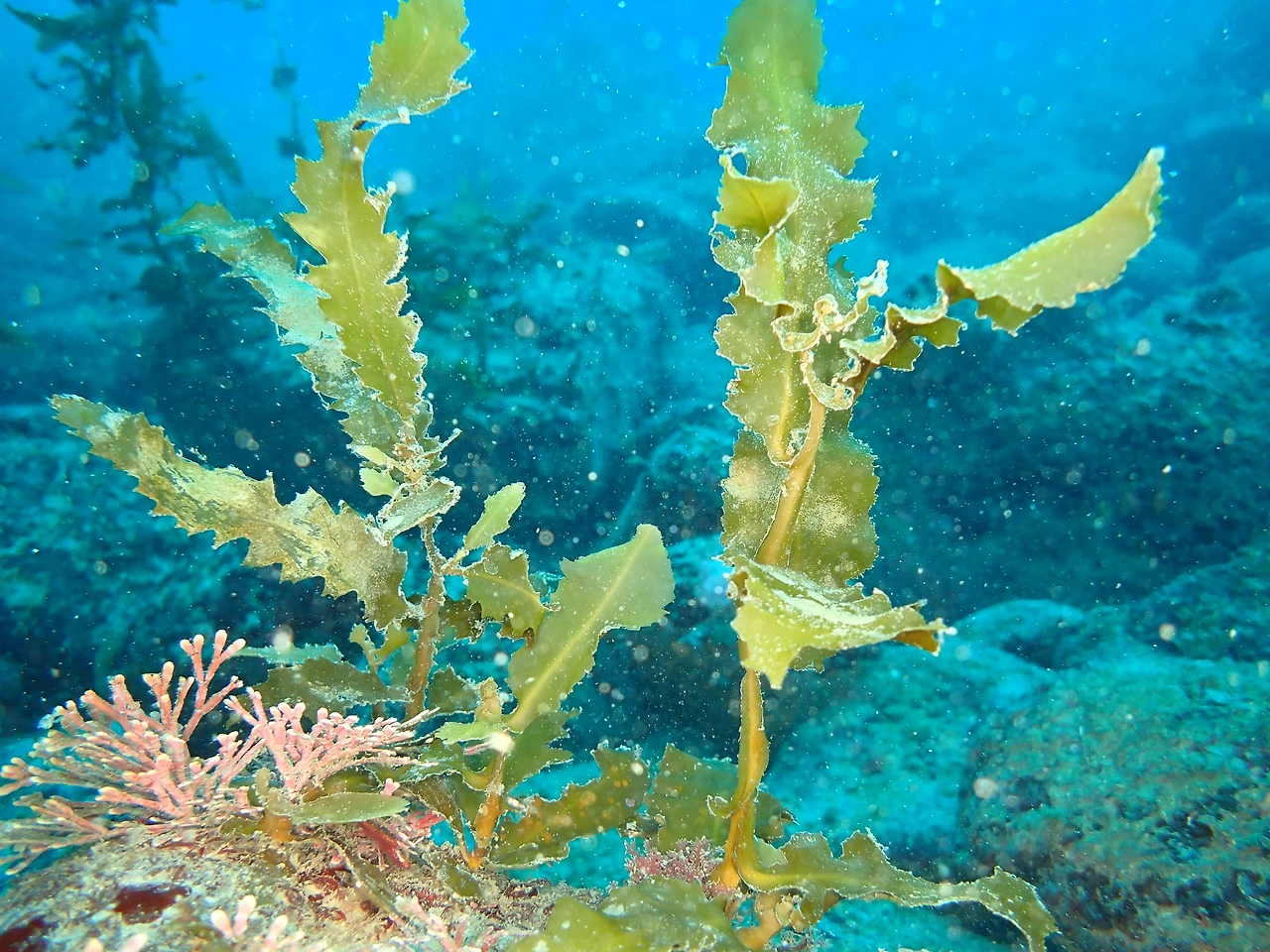 P3230070_모자반 유실.JPG