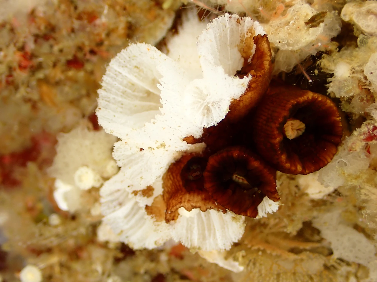 PA210054_돌산호 백화현상.JPG