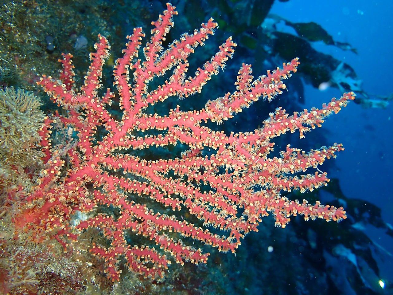 빨강별총산호와 꽃총산호의 차이01.JPG