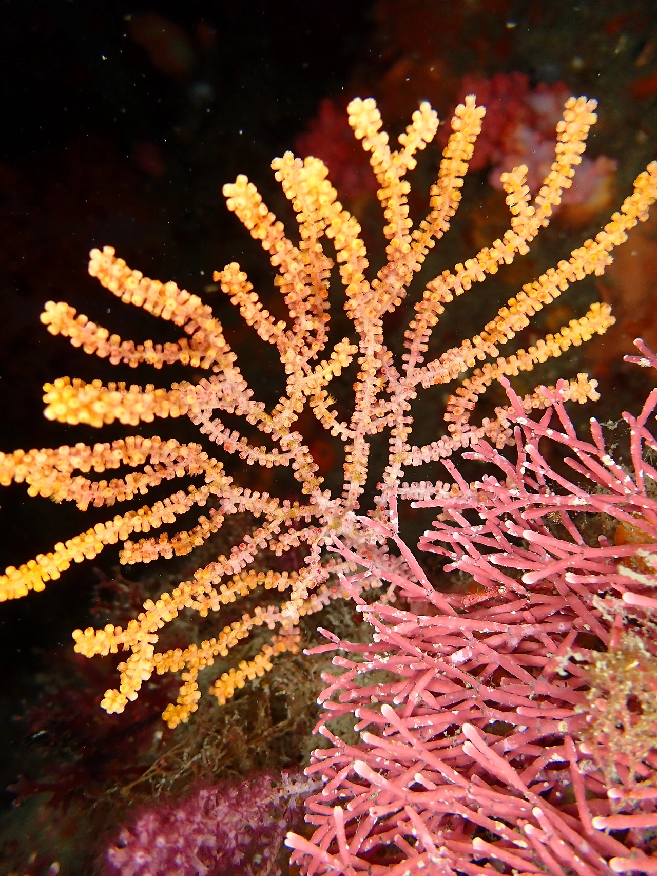 민가시 혹은 다가시_P4290053.JPG