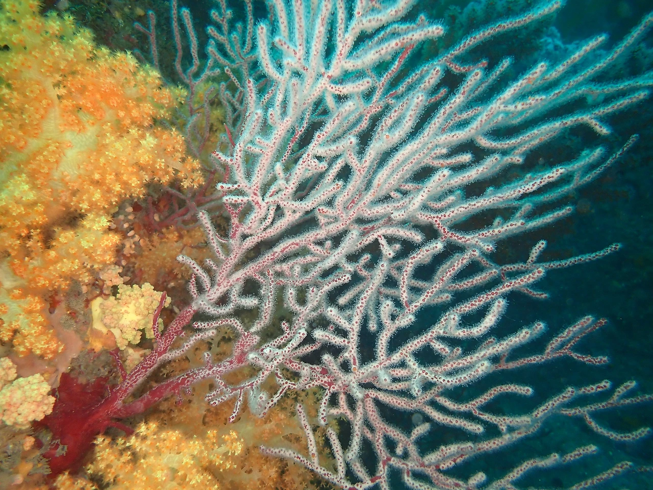 빨강별총산호와 꽃총산호의 차이02.JPG