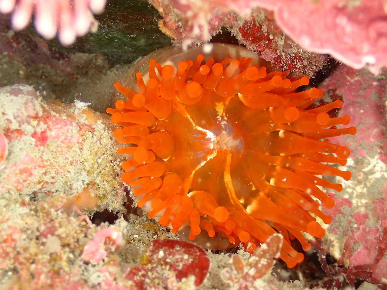 P4290012_말미잘류_국내미기록종_문섬 남동쪽.JPG