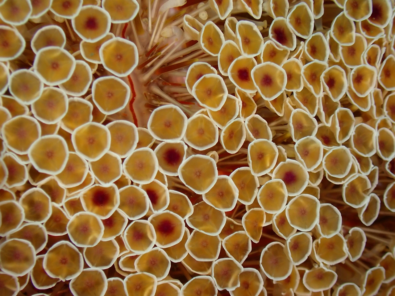 P3220153_미기록_동정필요_넌 누구냐.JPG