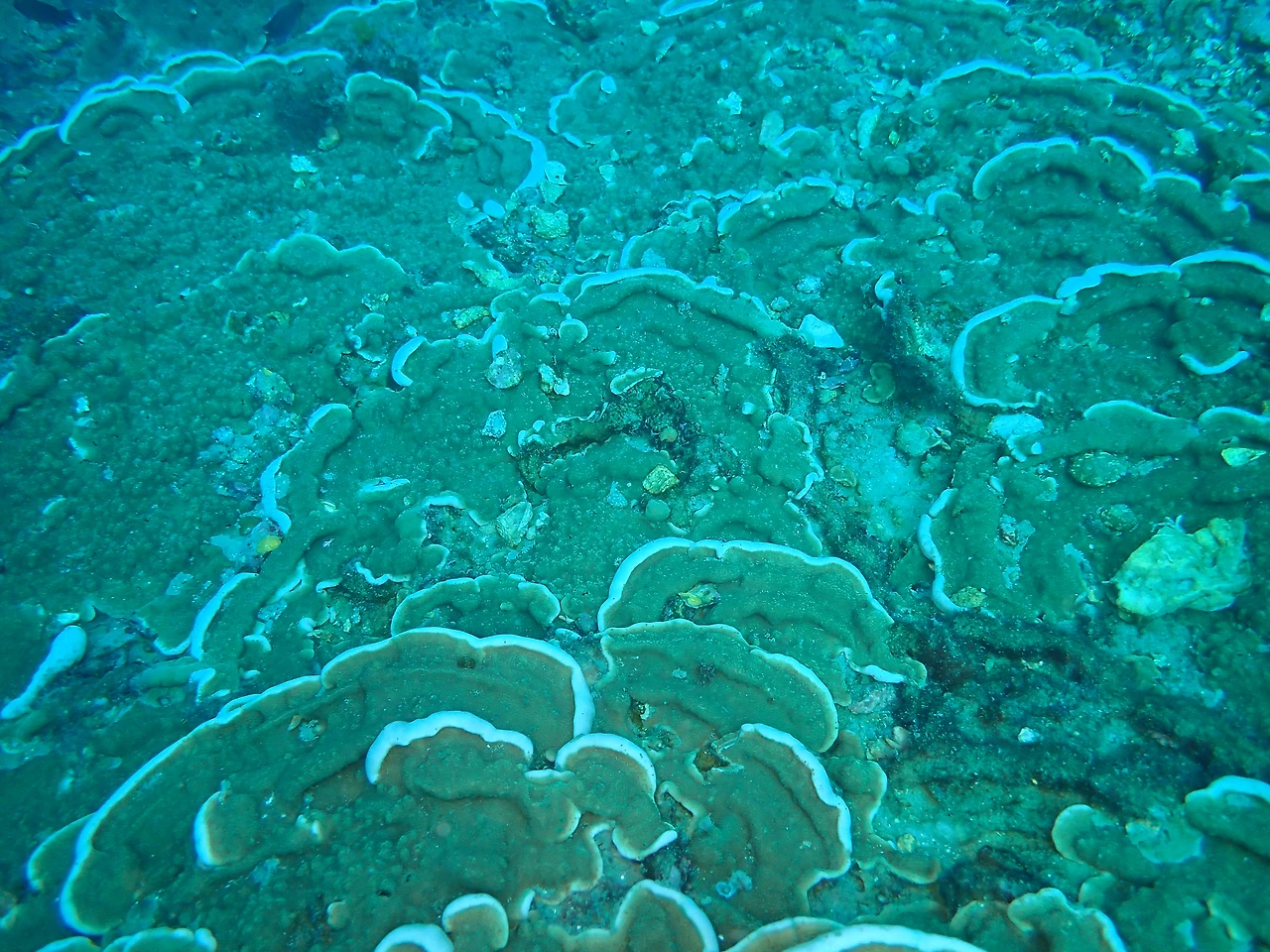 P3220187_빛단풍돌산호_산호초 초기.JPG