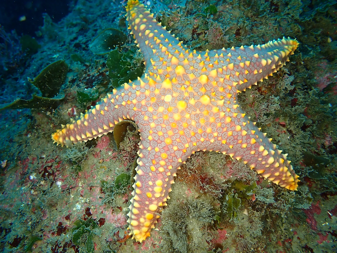 P3230075_불가사리류_넌 누구냐.JPG