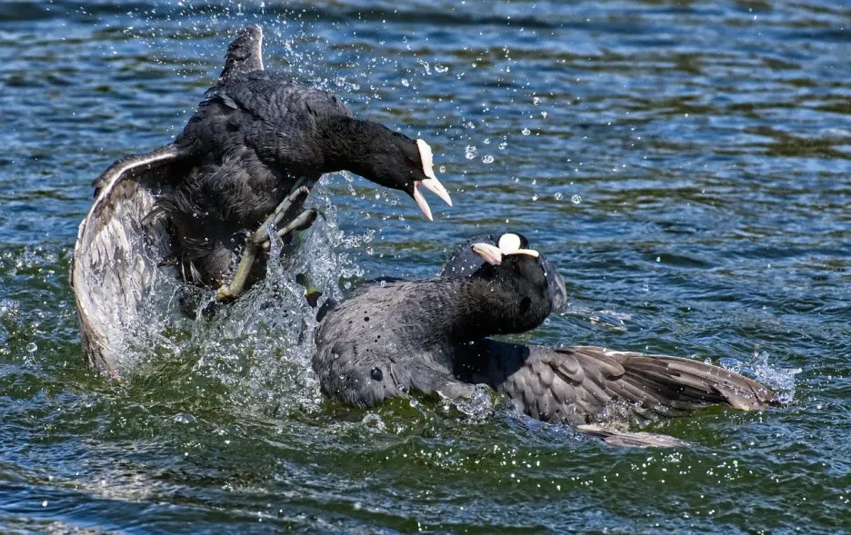 coots-4174466_1280.jpg?type=w1