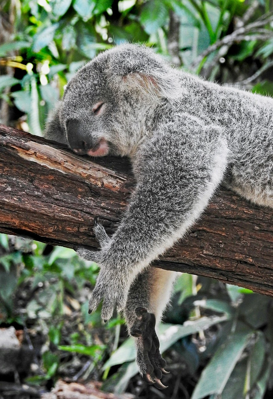 koala-8752052_1280.jpg?type=w1