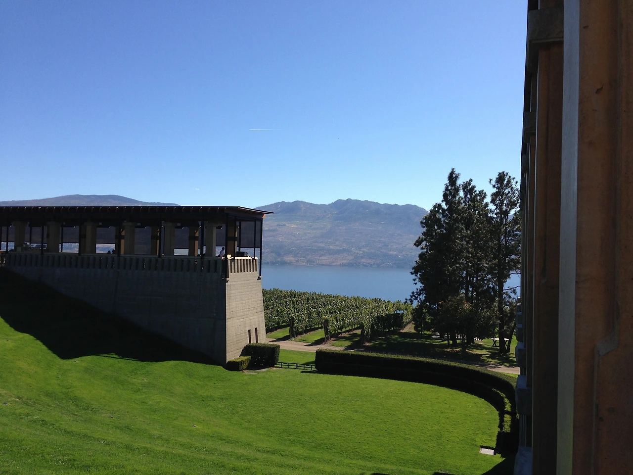 미션힐 포도밭.JPG