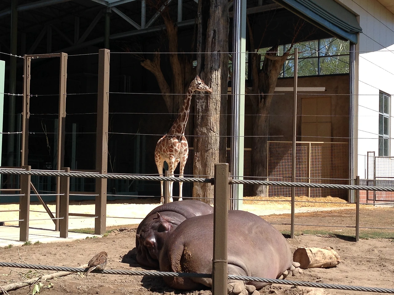 5. 기린, 하마, 참새.JPG