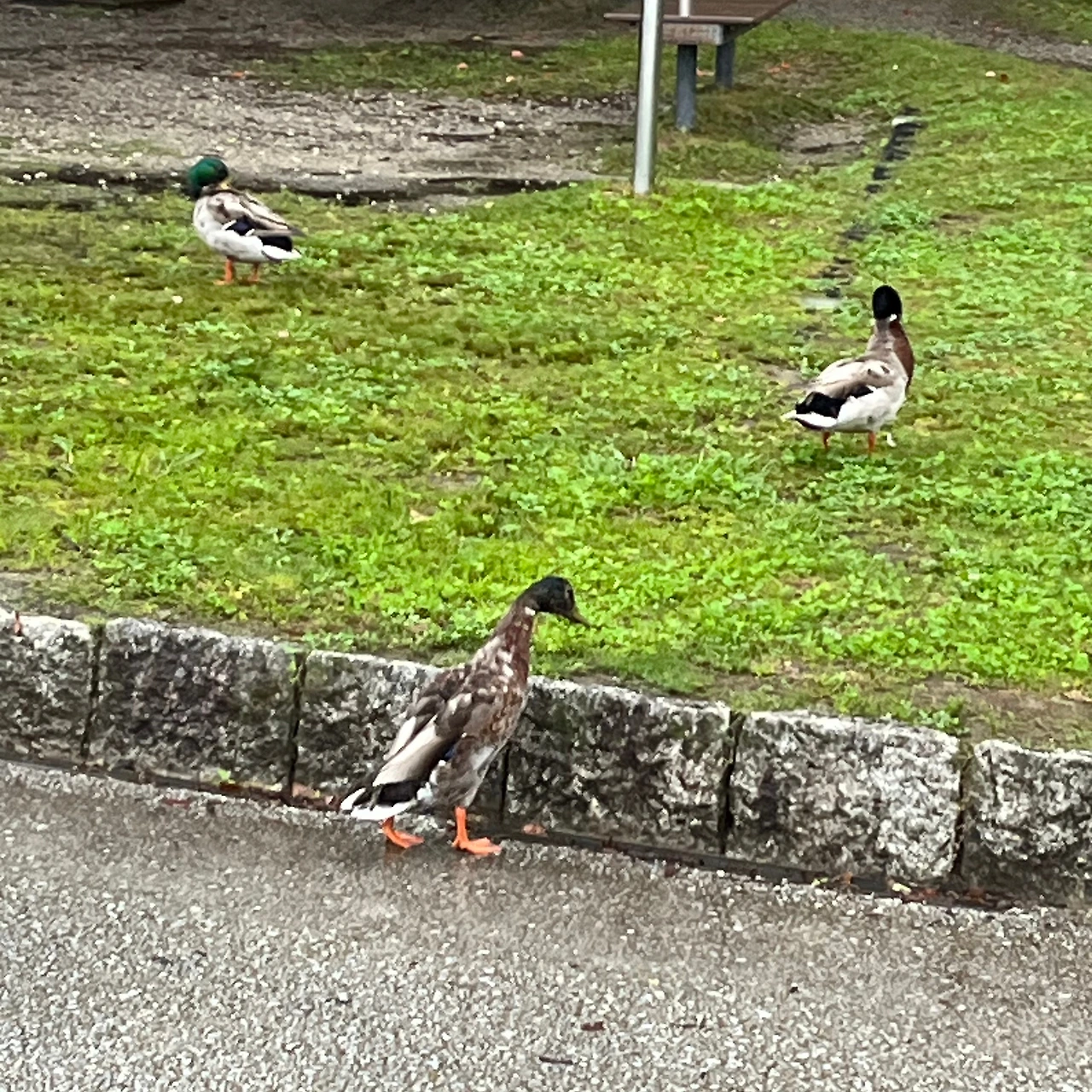 KakaoTalk_Photo_2025-06-25-13-02-28 006.jpeg