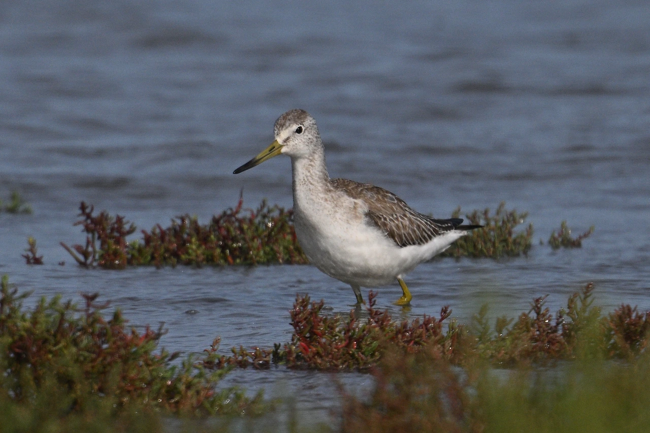 청다리도요사촌.jfif
