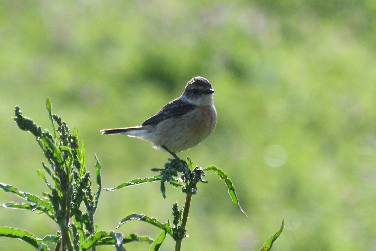 7. 검은딱새암컷.JPG