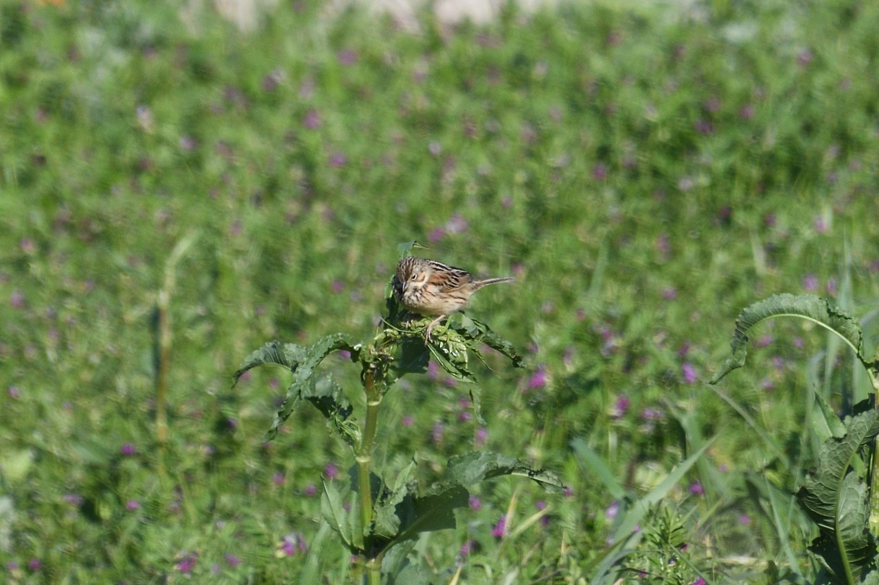 9. 붉은뺨멧새.JPG