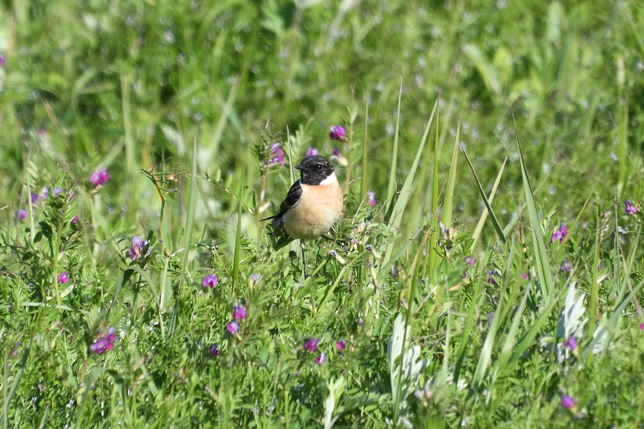 8. 검은딱새수컷.JPG