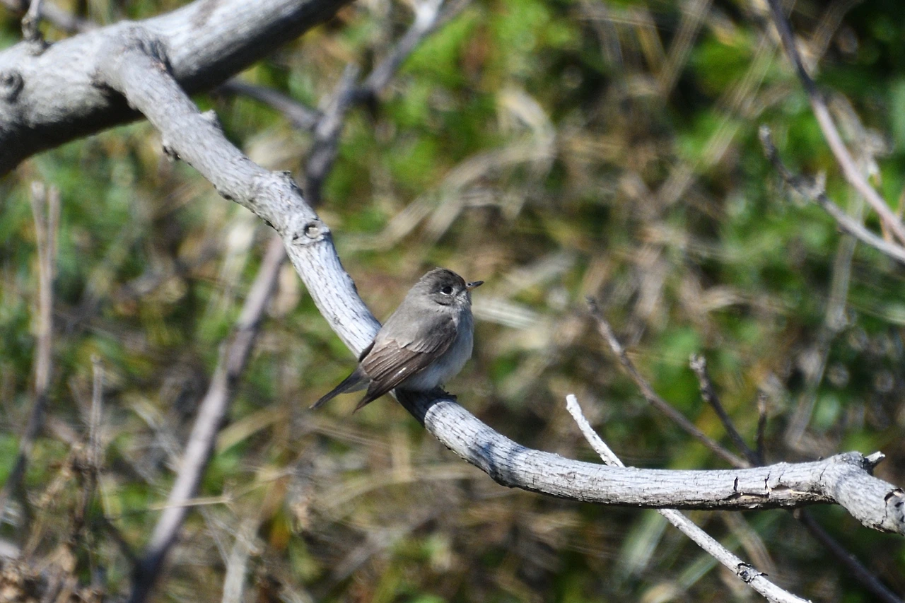 2. 쇠솔딱새2.JPG