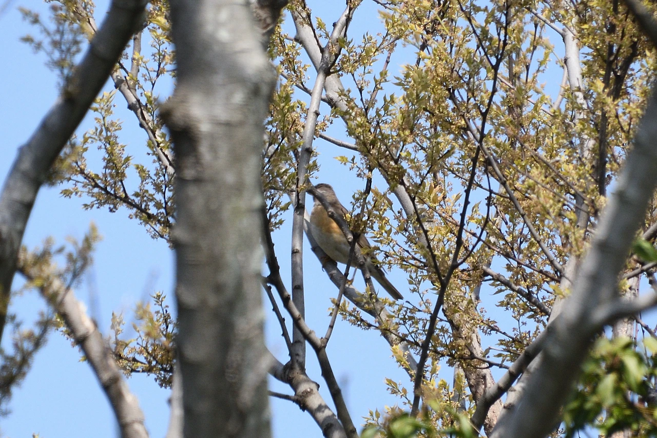 17. 흰눈썹붉은배지빠귀1.JPG