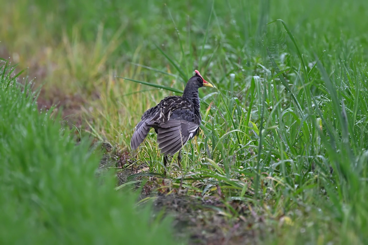 뜸부기 수컷.jpeg