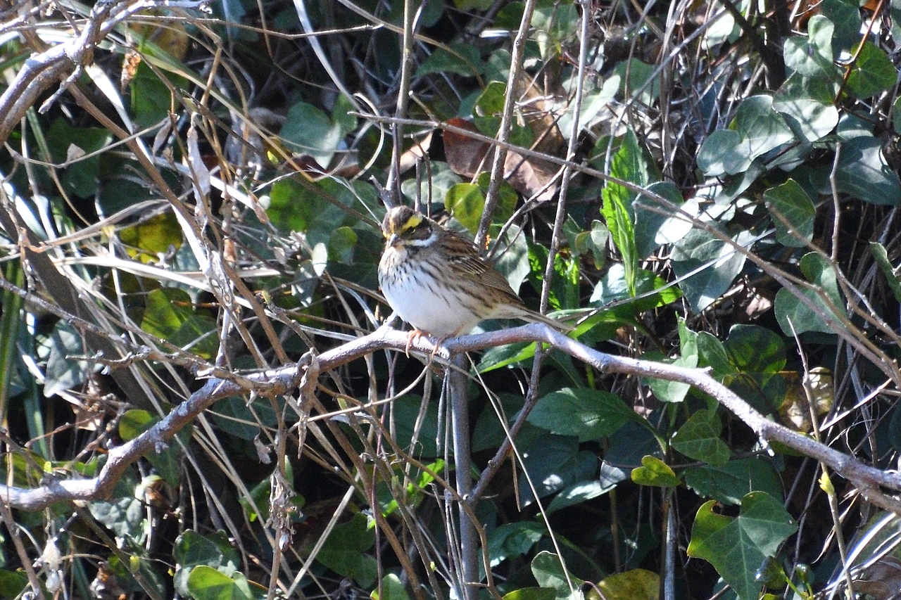 6. 노랑눈썹멧새.JPG