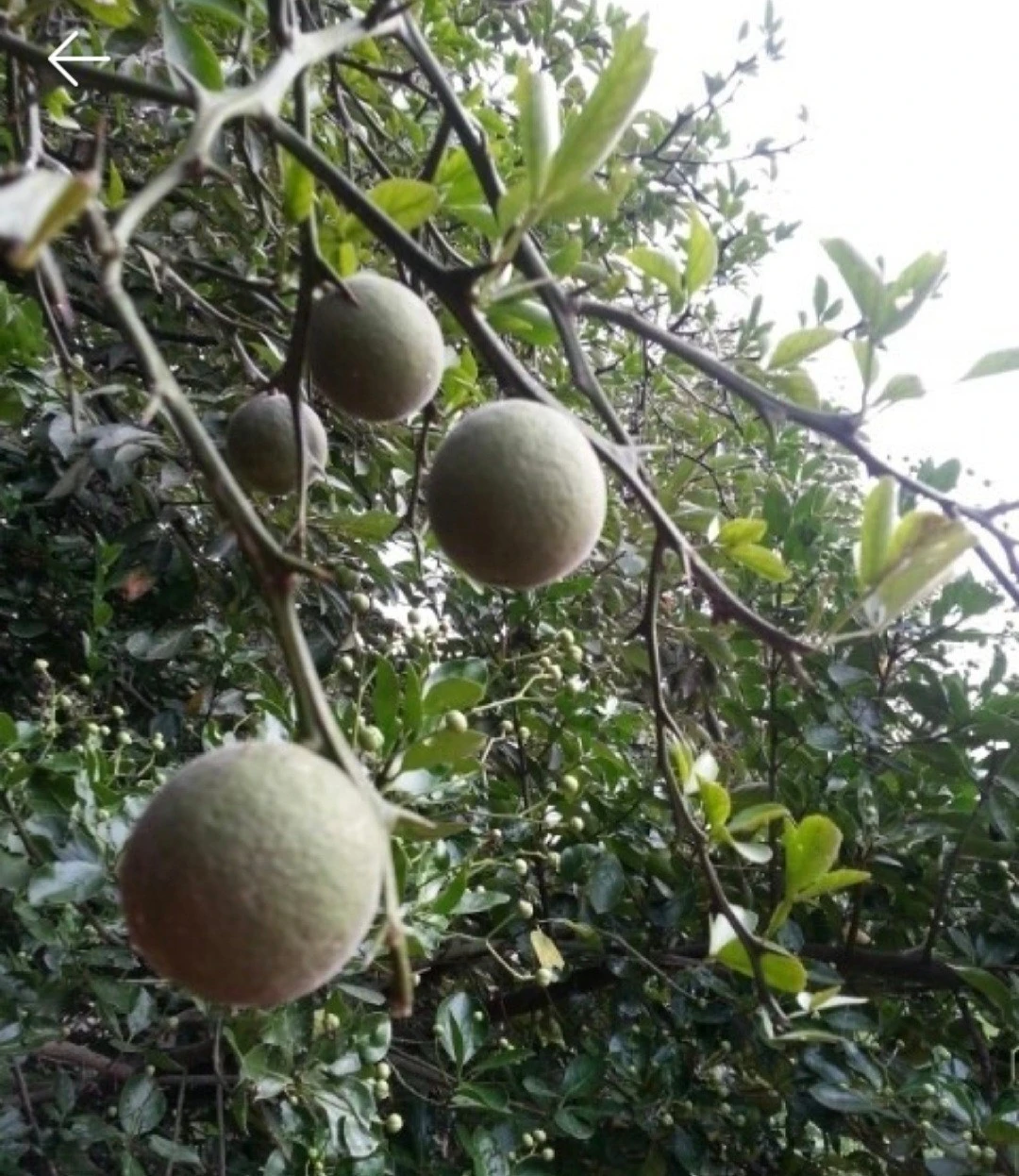 d_j8hUd018svcg8mmjhbj19gh_bs5d46.jpg?type=e1920_std