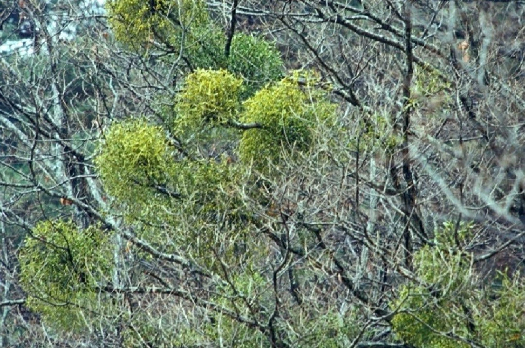 7_b4cUd018svc1sh76o473pgf5_bs5d46.jpg?type=e1920_std